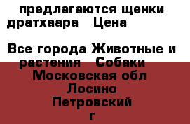 предлагаются щенки дратхаара › Цена ­ 20 000 - Все города Животные и растения » Собаки   . Московская обл.,Лосино-Петровский г.